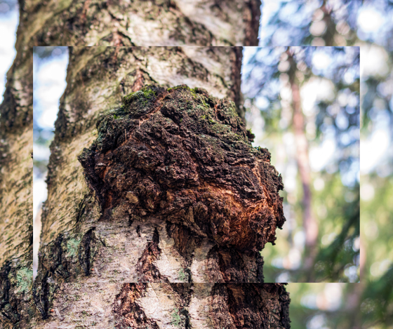 Chaga Mushroom Double Extraction Tincture