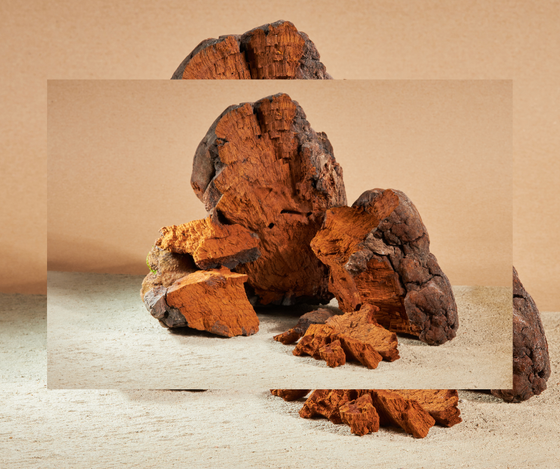 Chaga Mushroom Double Extraction Tincture